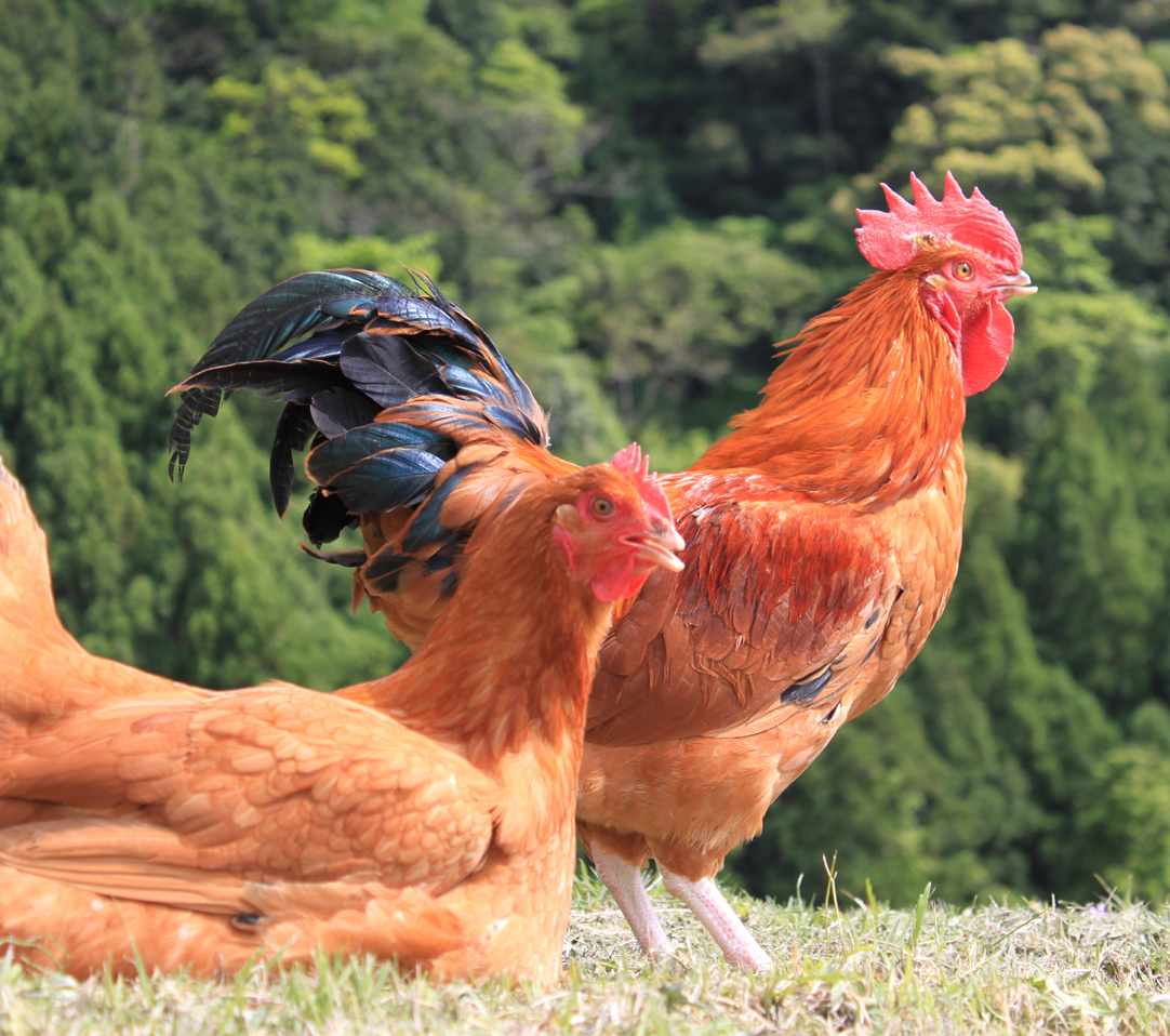 熊野地鶏